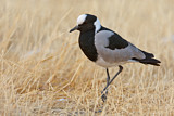 Image. Blacksmith Lapwing