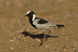 Image. Blacksmith Lapwing