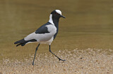 Image. Blacksmith Lapwing