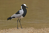 Image. Blacksmith Lapwing