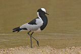 Image. Blacksmith Lapwing