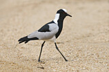 Image. Blacksmith Lapwing