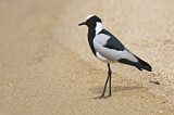 Image. Blacksmith Lapwing
