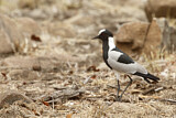 Image. Blacksmith Lapwing