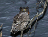 Image. Blakiston's Fish Owl