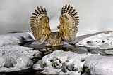 Image. Blakiston's Fish Owl