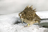 Image. Blakiston's Fish Owl