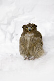 Image. Blakiston's Fish Owl