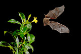 Image. Blattnasen Fledermaus