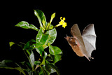 Image. Blattnasen Fledermaus