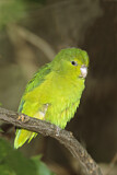 Image. Blaubürzel-Sperlingspapagei