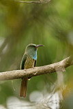 Image. Blaubartspint