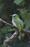 Image. Blaubartspint