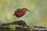 Image. Blaubauchpitta
