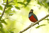 Image. Blaubrustpitta