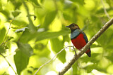 Image. Blaubrustpitta