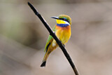 Image. Blaubrustspint