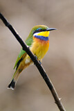 Image. Blaubrustspint
