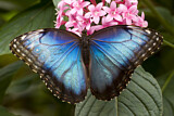 Image. Blauer Morphofalter (Morpho spec.)