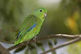 Image. Blauflügel-Sperlingspapagei