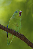Image. Blauflügel-Sperlingspapagei