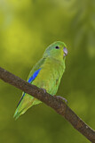 Image. Blauflügel-Sperlingspapagei