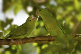Image. Blauflügel-Sperlingspapagei