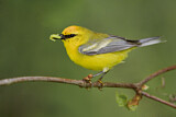Image. Blauflügel-Waldsänger
