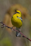 Image. Blauflügel-Waldsänger