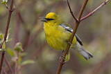 Image. Blauflügel-Waldsänger