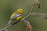 Image. Blauflügel-Waldsänger