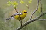 Image. Blauflügel-Waldsänger