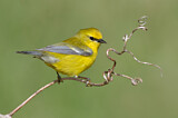 Image. Blauflügel-Waldsänger