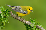 Image. Blauflügel-Waldsänger