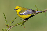 Image. Blauflügel-Waldsänger