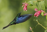 Image. Blauflügelkolibri