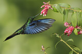 Image. Blauflügelkolibri