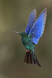 Image. Blauflügelkolibri