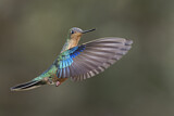 Image. Blauflügelkolibri