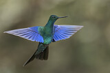 Image. Blauflügelkolibri