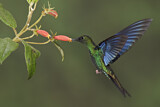 Image. Blauflügelkolibri