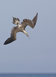 Image. Blaufußtölpel
