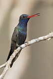 Image. Blaugesicht-Breitschnabelkolibri