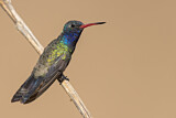 Image. Blaugesicht-Breitschnabelkolibri