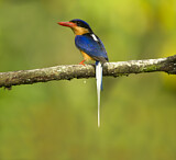 Image. Blaukappen-Paradiesliest