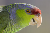 Image. Blaukappenamazone