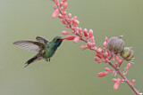 Image. Blaukehl-Breitschnabelkolibri