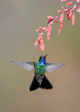 Image. Blaukehl-Breitschnabelkolibri