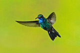 Image. Blaukehl-Breitschnabelkolibri