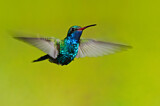 Image. Blaukehl-Breitschnabelkolibri